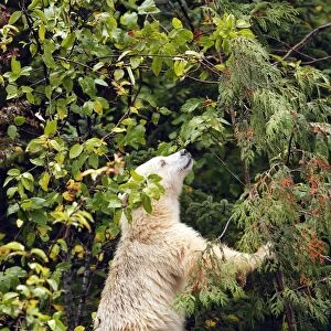 Kermode Bear / Spirit Bear - Eating fruits of Pacific Crab Apple Tree (Malus fusca). The Tsimshian of northern British Columbia believed that the Kermode bear, a black bear in a white coat, very rare