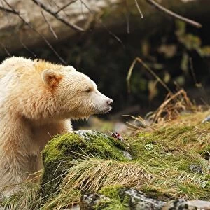 Kermode Bear / Spirit Bear - eating Sockeye Salmon. The Tsimshian of northern British Columbia believed that the Kermode bear, a black bear in a white coat, very rare, was lived in by a spirit of a terrible power Island Princess Royal