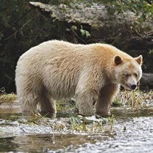 Kermode Bear / Spirit Bear - fishing for Sockeye salmon. The Tsimshian of northern British Columbia believed that the Kermode bear, a black bear in a white coat, very rare