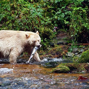 Kermode / Spirit Bear - hunting for Sockeye Salmon. The Tsimshian of northern British Columbia believed that the Kermode bear, a black bear in a white coat, very rare, was lived in by a spirit of a terrible power Island Princess Royal