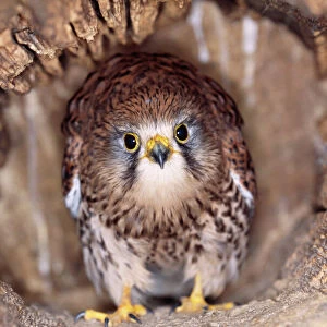 Kestrel / Falcon - at nest, head on, both eyes visible