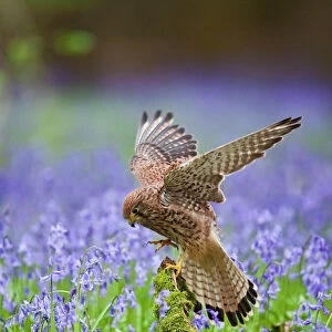 Kestrel - female landing on stump in bluebell wood - controlled conditions 10281