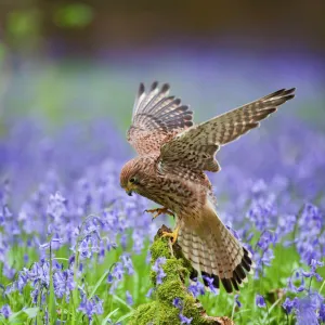 Kestrel - female landing on stump in bluebell wood - controlled conditions 10281