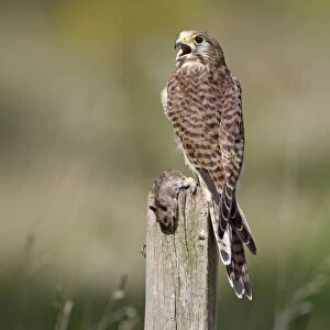 Kestrel - female on post with prey - Bedfordshire - UK 007126