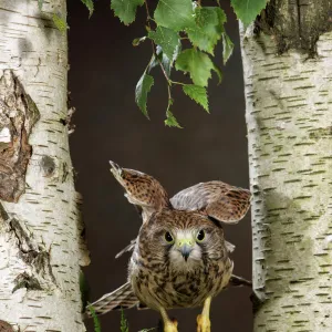 Kestrel - flying between silver birch trees Bedfordshire uk