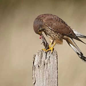 Kestrel - young male feeding on prey - on fence post 8591