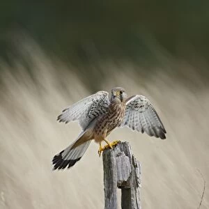 Kestrel - young male takes off from fence post 8573