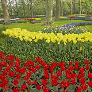 Keukenhof Gardens in Spring Tulip Beds and Other Spring Flowers Netherlands PL001502