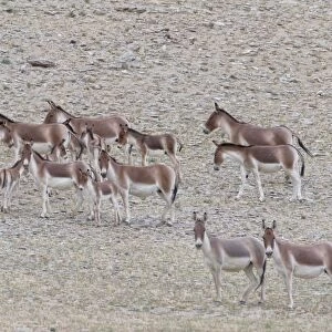 Kiang / Tibetan Wild Ass - female and foals - Ladakh - India
