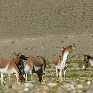 Kiang / Tibetan Wild Ass - females with rutting male showing flehman - Ladakh - India
