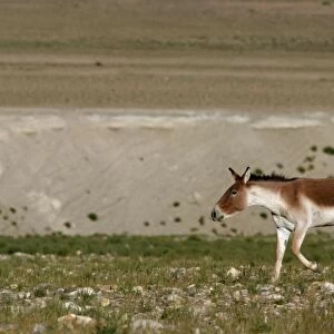 Kiang / Tibetan Wild Ass - Male rutting. Ladakh, Himalayas, India