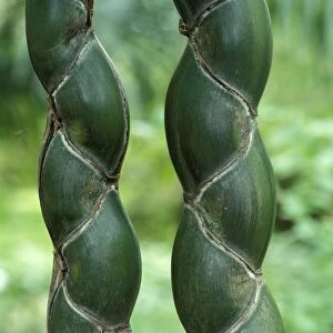 "Kikko" - rare and apreciated variety of bamboo