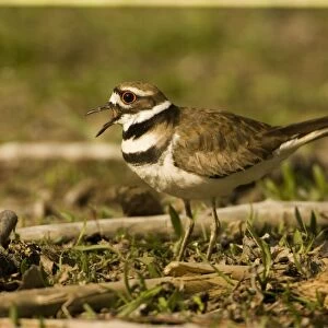 Killdeer -With mouth open. Distinctive double breast bands and loud piercing call: kill-dee-Common in meadows-farm fields-airfields-lawns and also on shores