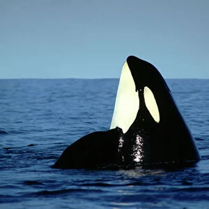 Killer / Orca Whale - spy hopping ML967P