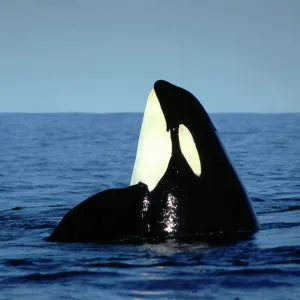 Killer / Orca Whale - spy hopping ML967P