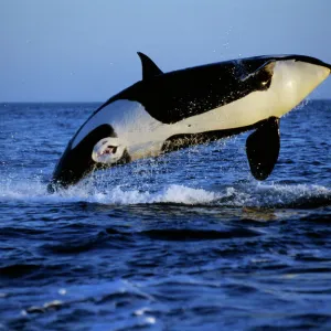 Killer Whale - breaching Pacific Northwest ml96p