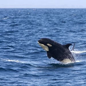 Killer whale / Orca - calf breaching - transient type. Photographed in Monterey Bay - Pacific Ocean - California - USA