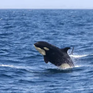 Killer whale / Orca - calf breaching - transient type. Photographed in Monterey Bay - Pacific Ocean - California - USA Killer whale / Orca - calf breaching - transient type. Photographed in Monterey Bay - Pacific Ocean - California - USA