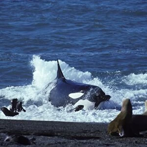 Killer whale / Orca - Hunting South American Sealion pups Photographed at Punta Norte, Valdes Peninsula, Patagonia, Argentina