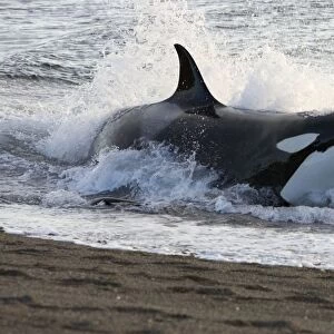 Killer whale / Orca - Hunting South American sea lion pups in the surf at Punta Norte, Valdes Peninsula, Province Chubut, Patagonia, Argentina