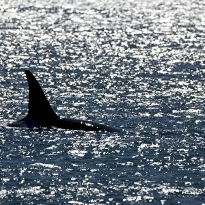 Killer whale / Orca - Male (known as Exequiel), member of the group of orcas of Northern Patagonia. Photographed at Punta Norte, Valdes Peninsula, Province Chubut, Argentina