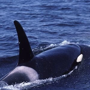 Killer whale / Orca - Male (tall dorsal fin) Photographed in Johnstone Strait, British Columbia, Canada