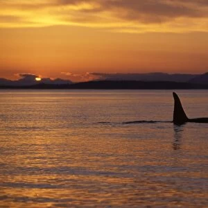 Killer whale / Orca - Male (tall dorsal fin). Sunset in the San Juan Islands, Washington State, USA