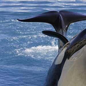 Killer Whale / Orca - performing at Aquarium Marineland - France