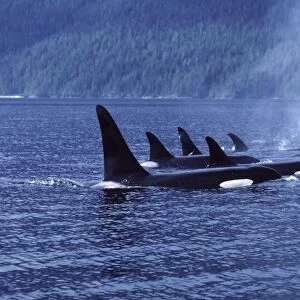 Killer whale / Orca - Pod members resting together; synchronized breathing. Photographed in Johnstone Strait, British Columbia, Canada