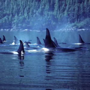 Killer Whale / Orca - Several pods came together to form a "superpod". Photographed in Johnstone Strait, British Columbia, Canada