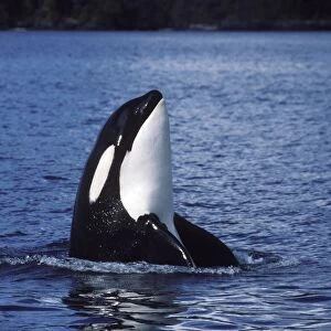 Killer whale / Orca - Spyhopping Photographed in Johnstone Strait, British Columbia, Canada AM 857
