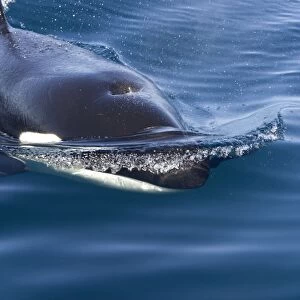 Killer whale / Orca - transient type. Photographed in Monterey Bay - Pacific Ocean - California - USA