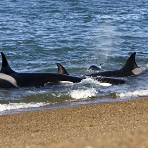 Killer whale / Orcas practicing intentional stranding; Patagonia. The small population of Orcas of northern Patagonia uses a unique strategy of intentional stranding to capture South American Sea lion pups at the edge of the water