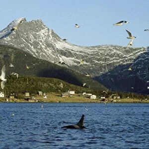 Killer Whale - this population of killer whales feed on herring. In the autumn, schools of herring enter fjords of the NW coast of Norway and pods of killer whales follow the herring