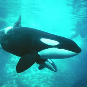 Killer Whale Vancouver Aquarium, Canada