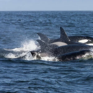 Killer whales/ Orca - transient type. Photographed in Monterey Bay, Pacific Ocean, California, USA. There are three types of recognised Killer Whales - resident, transients & offshore