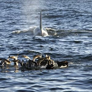 Killer whales / Orcas - A pod of Transient type killer whales attacked & killed a Grey whale calf. Whilst the Killer whales feed on the carcass below the surface Black-footed albatrosses