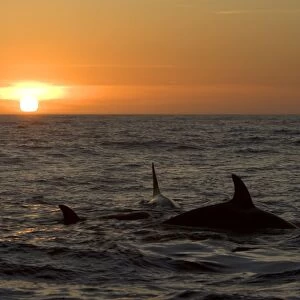 Killer whales / Orcas - A pod of Transient type killer whales attacked & killed a Grey whale calf. At sunset, the killer whales are still feeding on the carcass