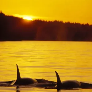 Killer Whales - Sunset Northwest coast ml177 Killer Whales - Sunset Northwest coast ml177