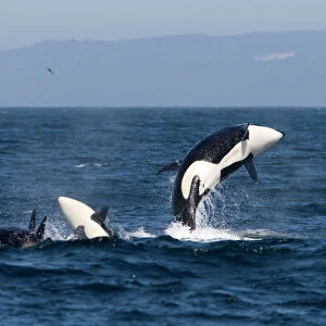 Killer whales, Transient type - breaching during a phase of traveling and active socializing. Photographed in Monterey Bay, California, USA, Pacific Ocean. April 2008