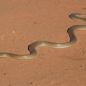 King Brown Snake - Crossing the sandy road that runs around Roebuck Bay near Broome, Western Australia