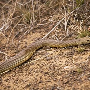 King Brown Snake - with tongue out Also called Mulga Snake. Occurs across most of Australia except for east and south coastal regions. Inhabits most areas including grasslands, open woodlands, mulga and scrub but not wet rainforests