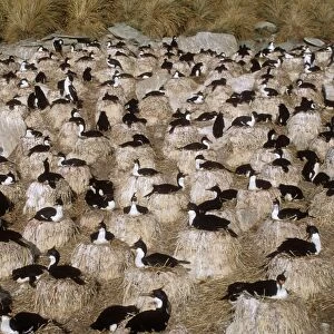 King Cormorant Albatross breeding colony New Island Falkland Islands