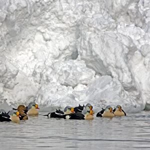 King Eider - Courting flock with one female and rest males - April - Varanger Fjord - Norway