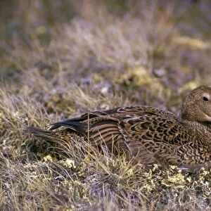 King Eider Duck - female on nest