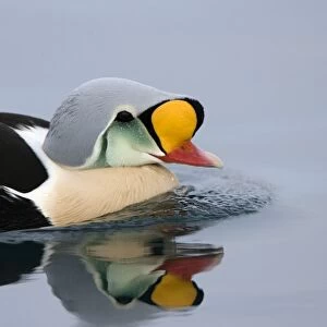 King Eider - Swimming on water with reflection - April - Varanger Fjord - Norway