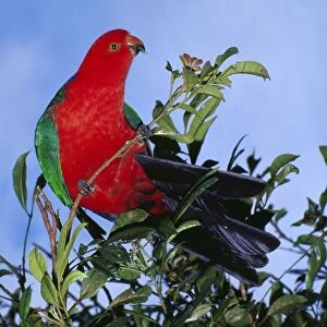 King Parrot HB 3782 Australian Order Psittaciformes; Alisterus scapularis © Hans & Judy Beste / ARDEA LONDON