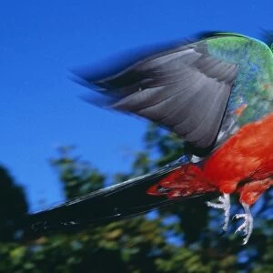 King Parrot Rainforest, Australia