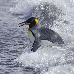 King Penguin - Emerging from sea Aptenodytes patagonicus Salisbury Plain South Georgia BI008044