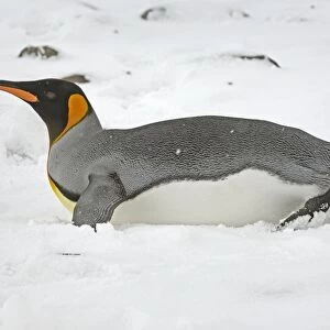 King Penguin - lying on snow, South Georgia, Antarctica
